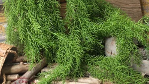 Haec7762431ad49a0ab6ec9c38a582f16O 1.webp